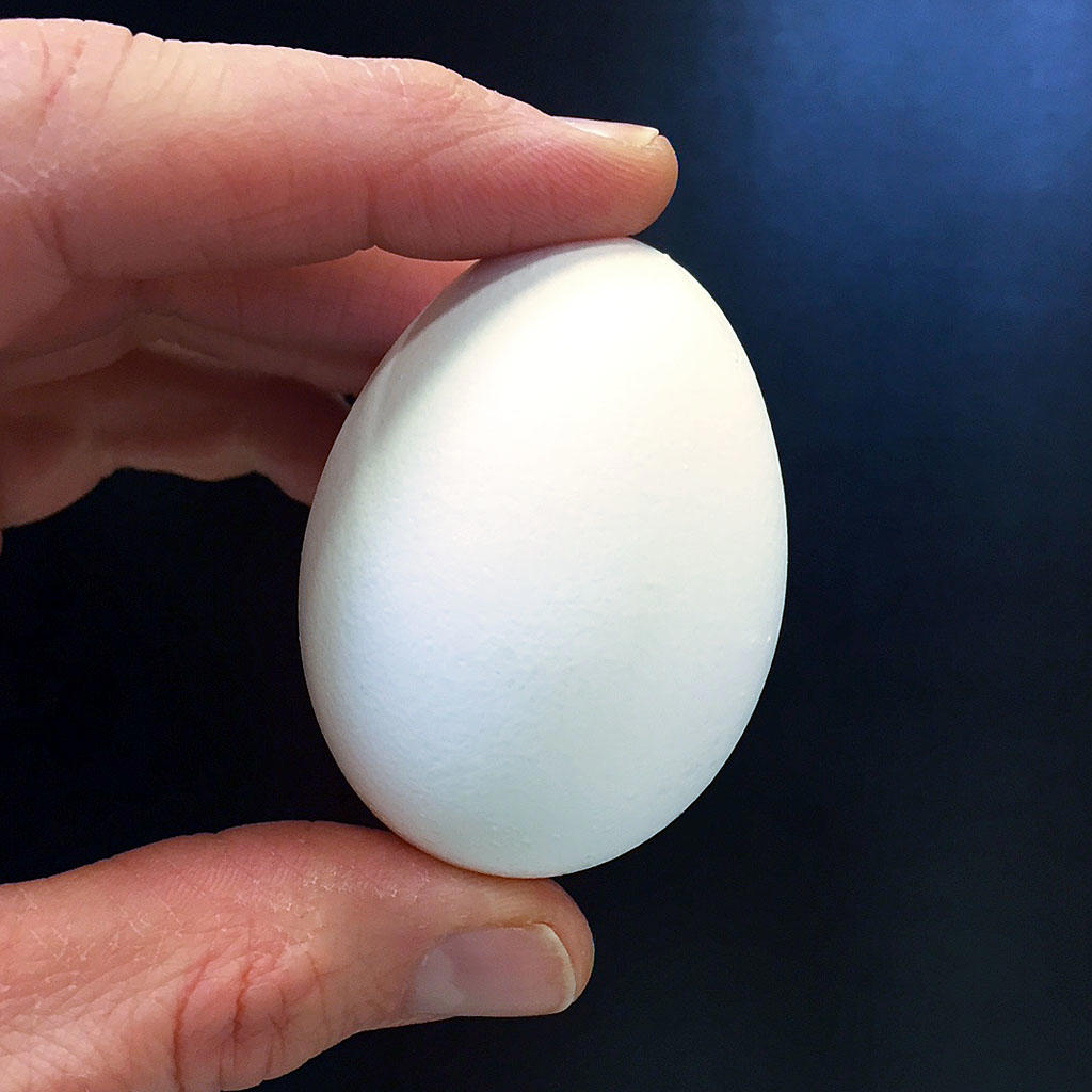 EGGS-ACTLY EGG - Karl J. Kassees