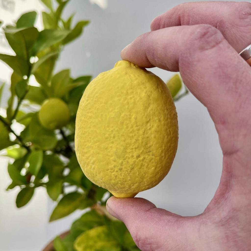 LATEX LEMON