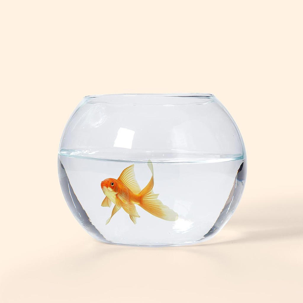 FISHBOWL PRODUCTION - Adrián Carratalá