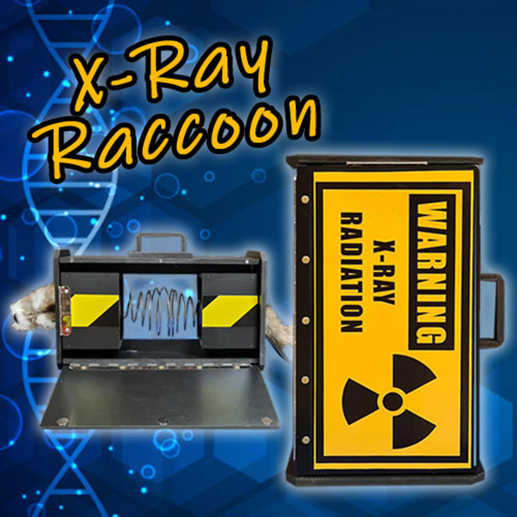 X-RAY RACCOON