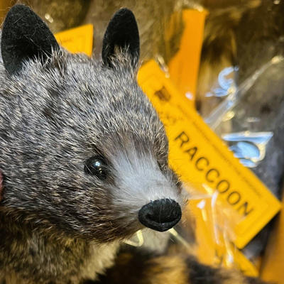 ROCKY RACCOON - The Original