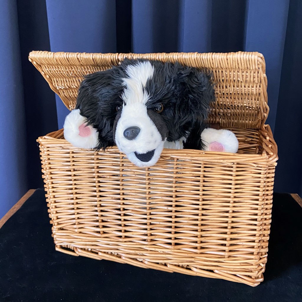 BEN IN A BASKET